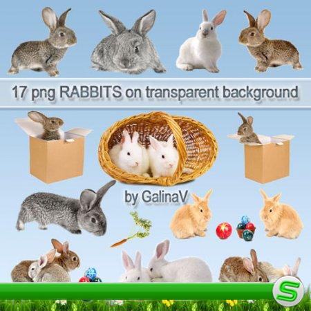 Кролики PNG клипарт | Rabbits PNG clipart