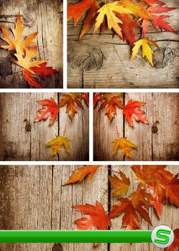 Осенние листья японских кленов на деревянном фоне - фотосток