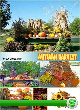 Осенний Урожай | Autumn Harvest (HQ clipart)