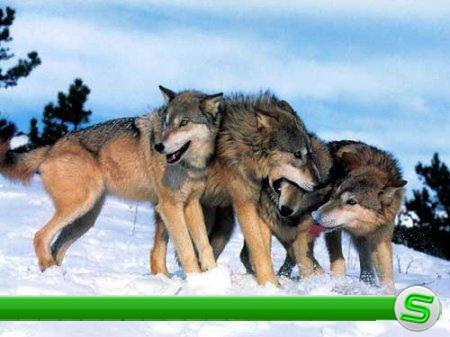Фото живой природы "Волки"