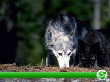 Фото живой природы "Волки"