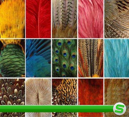 Текстуры разнообразных перьев