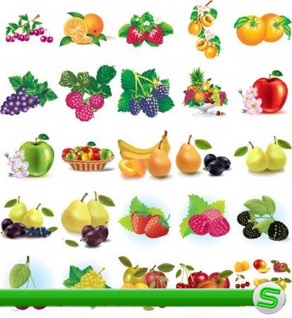 Свежие фрукты - векторный клипарт