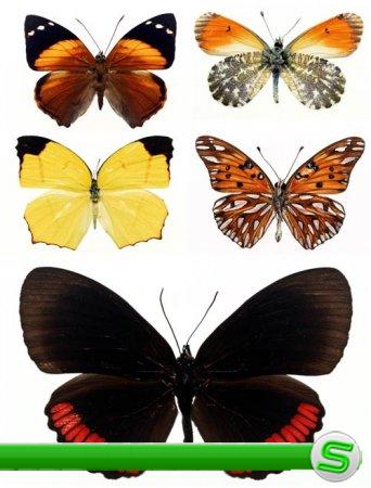 Фото редких видов бабочек