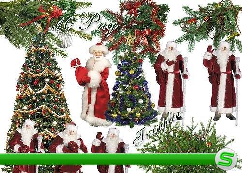 Новогодний клипарт - Дед Мороз, елки, хвойные ветки