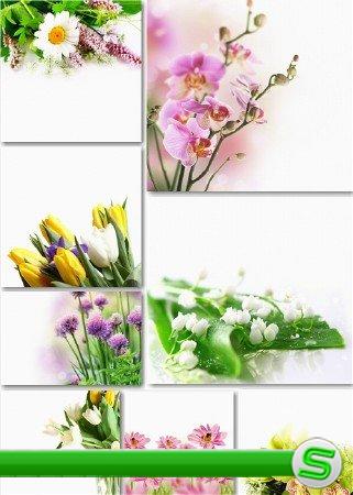 Растровые фоны - Цветочные букеты на белом
