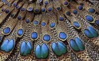  Невероятно благовидные перья всевозможных птиц