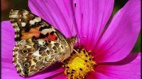  Необыкновенно чудный мир бабочек