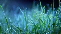  Различные фото фантастической травы