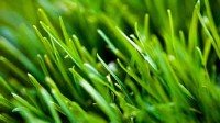  Различные фото фантастической травы