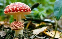  Разнородные фото пригожих грибов