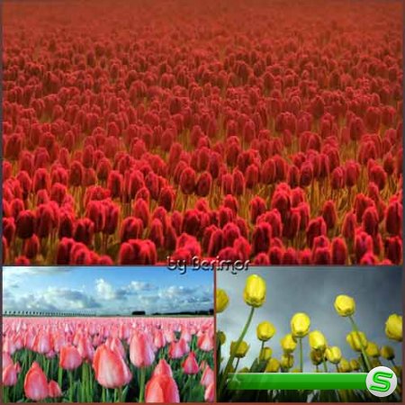  Всевозможные фото пригожих тюльпанов