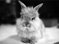  Привлекательные кролики на многообразных фото