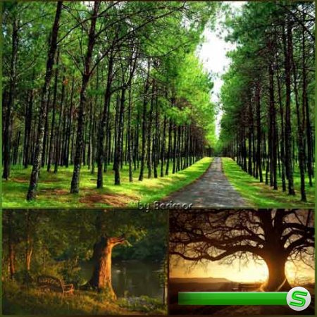  Деревья прелестные и восхитительные фото