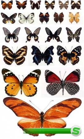 Бабочки и мотыльки (большая подборка растрового клипарта)