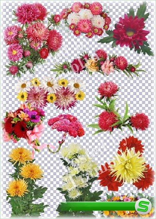 Цветы на прозрачном фоне – Астры, герберы, ромашки