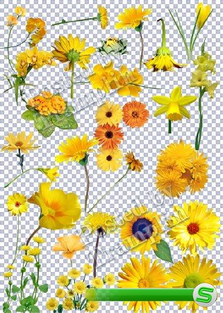 Желтые цветы на прозрачном фоне - Как Солнца лучики они светлы