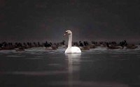 Лебеди восхитительные и разнородные фото