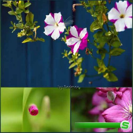  Цветы разнородные и прелестные фото