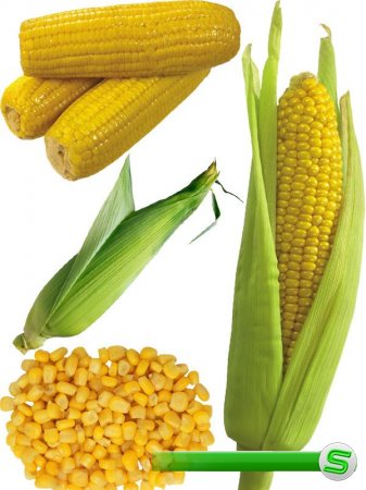 Фотосток: злаковые растения - кукуруза