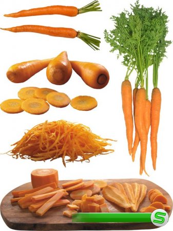 Фотосток: овощи - морковка и морковь