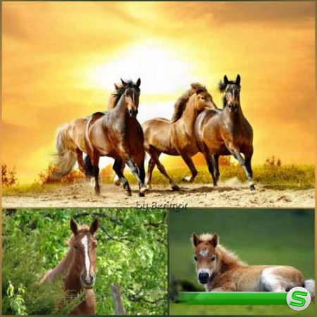  Изящные лошади на разных фото 