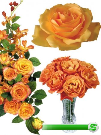 Фотосток: цветы - оранжевые розы