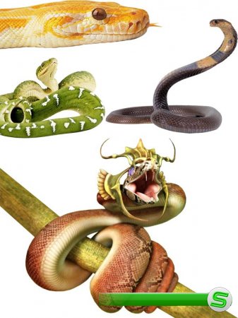 Фотосток: змеи - гремучие, удавы, кобры, гадюки, анаконды и др.