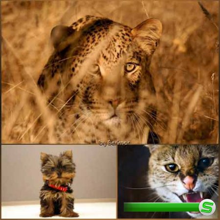  Фото разных и пригожих животных 