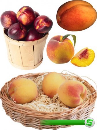Фруктовый фотосток: абрикосы, персики, нектарин
