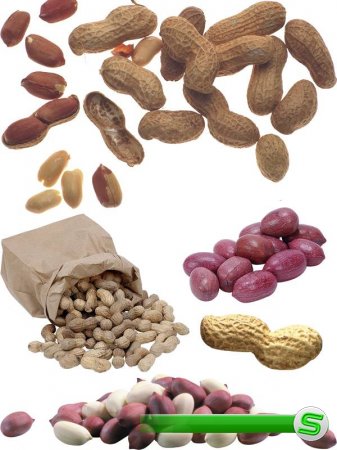 Орехи: Арахис (подборка изображений)