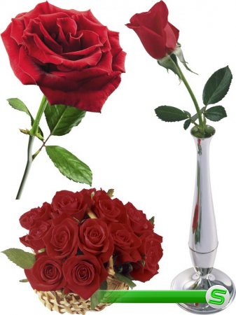 Красная Роза (мега подборка цветов)