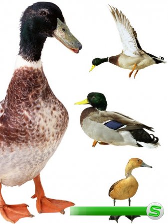 Водоплавающие птицы: Дикая утка, селезень (подборка изображений)