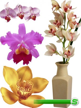 Прекрасная орхидея - цветочный фотосток