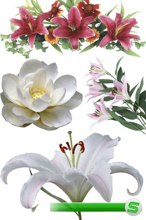 Лилии - цветочный фотосток