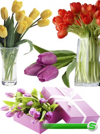 Тюльпаны - цветочный фотосток (часть третья)