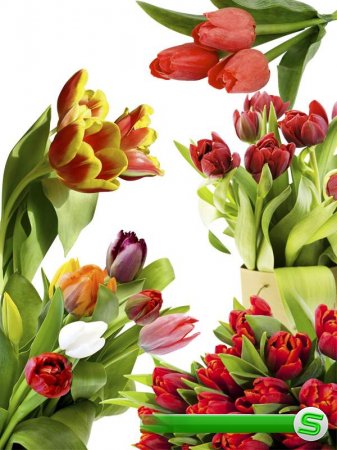Тюльпаны - цветочный фотосток (часть четвертая)
