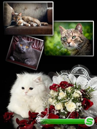Прелестные Кошки и Коты (подборка изображений)