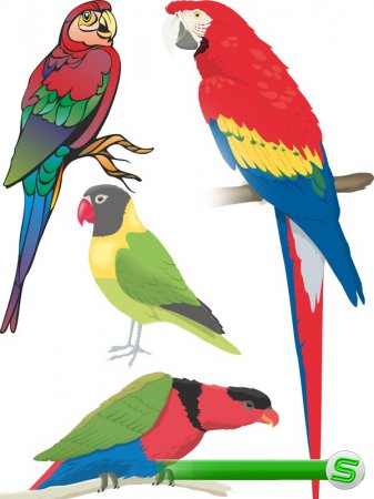 Векторный сток: птицы - попугаи