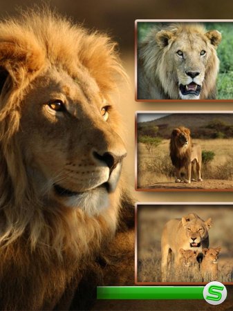 Хищники: Львы и львицы (подборка изображений)