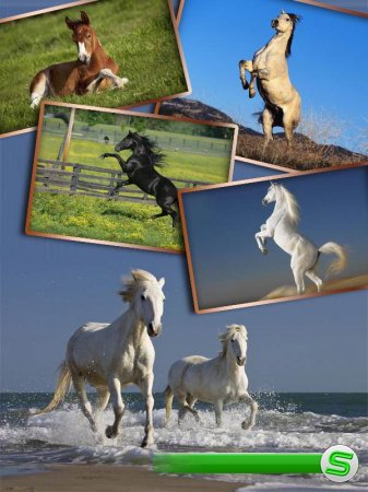 Прекрасные кони и лошади (фотосток часть вторая)