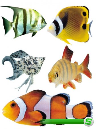 Подводный мир: Аквариумные рыбки (часть вторая)