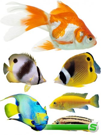 Подводный мир: Аквариумные рыбки (часть третья)