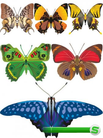 Красивые бабочки (векторный сток)