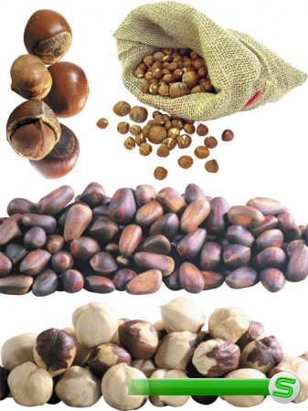 Лесной орех, фундук, кедровый орех (подборка изображений)