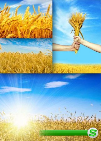 Поле пшеницы (подборка изображений)