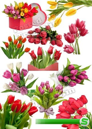 Тюльпаны на 8 марта – Весенний клипарт на прозрачном фоне