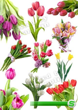 Тюльпаны на 8 марта – Клипарт на прозрачном фоне set 2