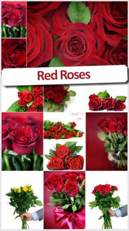 Элитные розы - Высококачественный фотосток