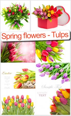 Тюльпаны - Клипарт высокого разрешения